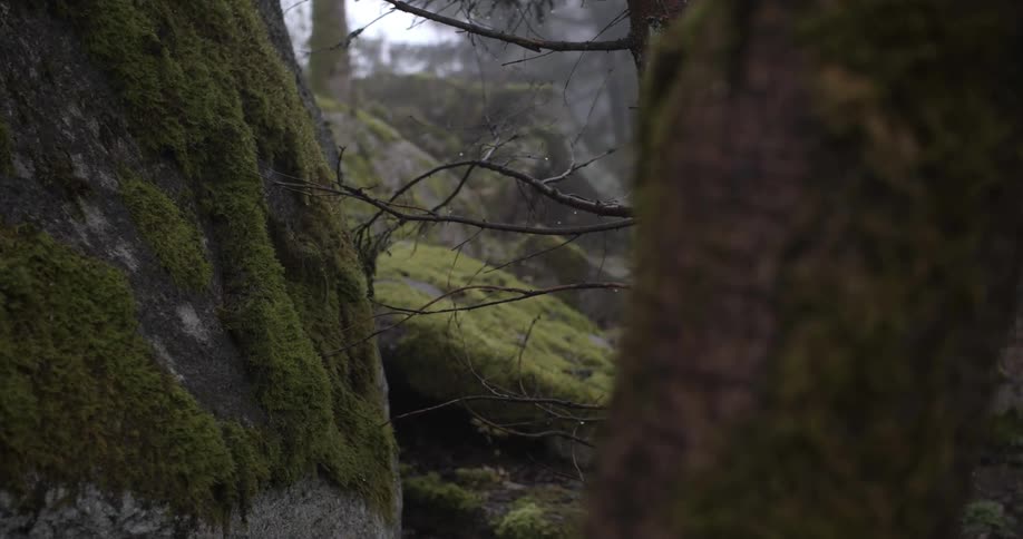 Trees in a forest covered with moss