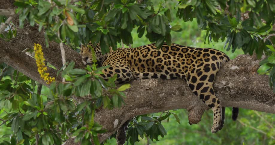 A jaguar sleeps on a tree branch