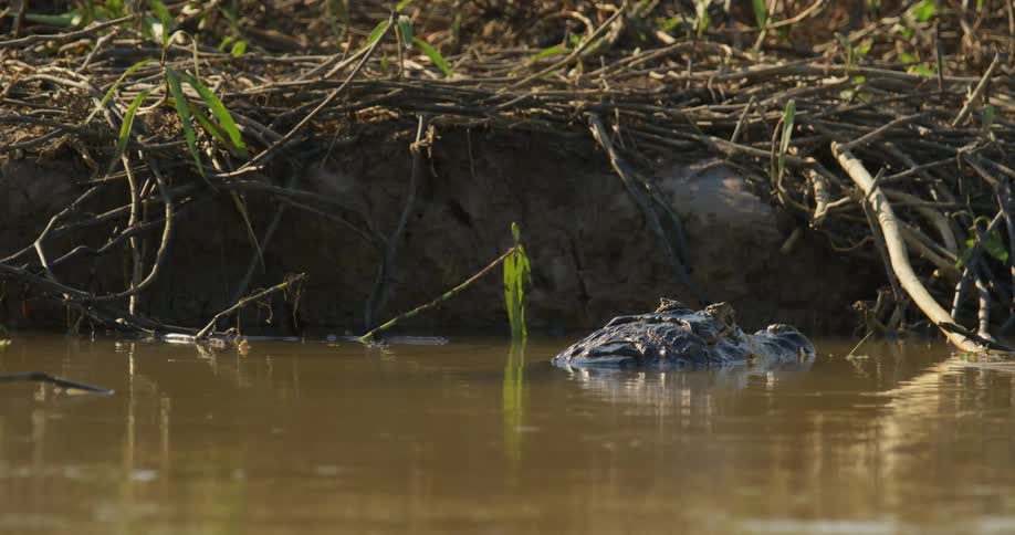 A jacare caiman in a muddy river in the daytime