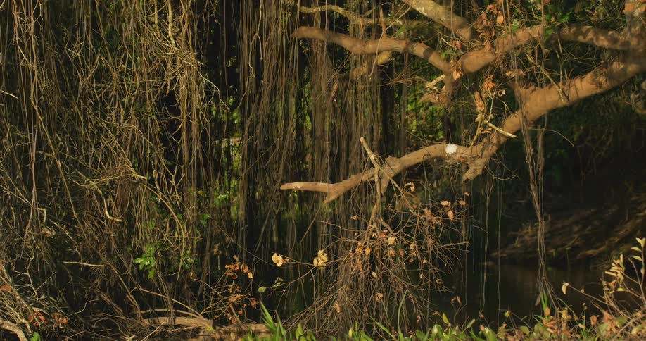 Landscape of trees near river in the jungle