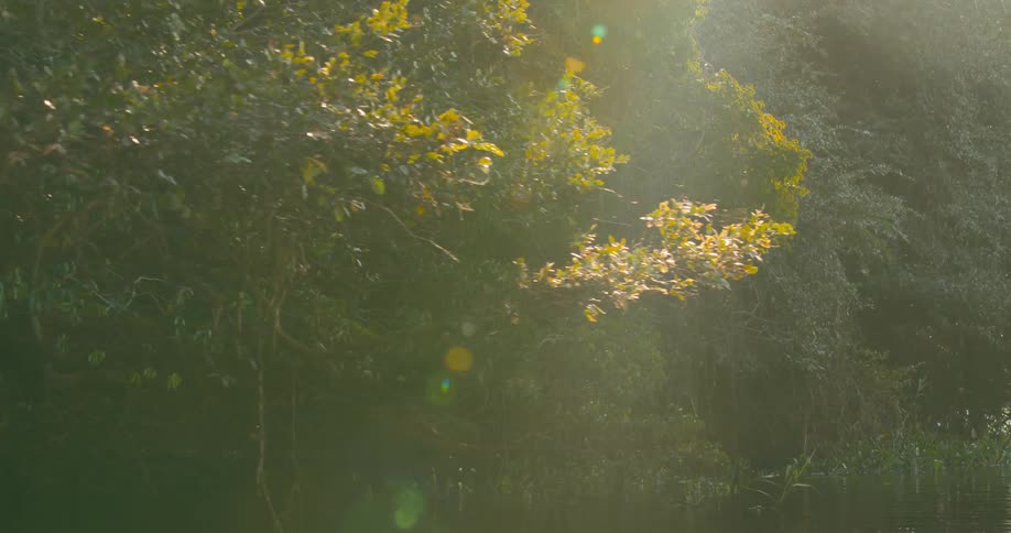 Trees lining a river with insects flying around
