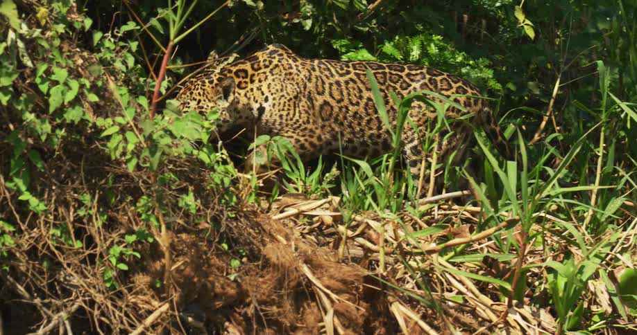 The jaguar is walking through the brush