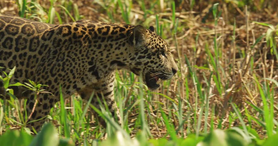 A jaguar holds its mouth open as it walks through tall grass