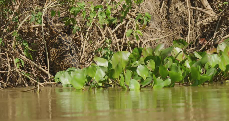 Jaguar swims in the river