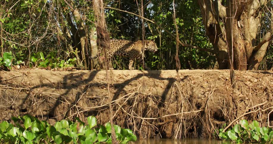 The sun shines brightly on a jaguar as it walks on a dirt path along the shore among plants and trees