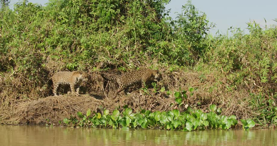 Jaguar move alongside a river hunting through the folliage