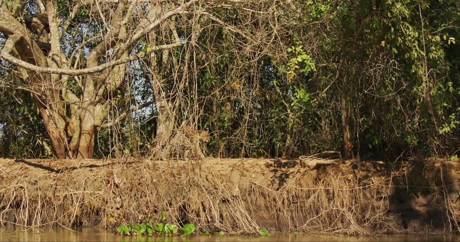 A view of a jaguar walking outdoors