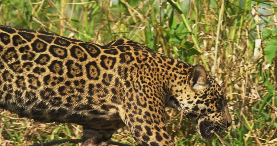 A jaguar walks through tall grass during the day