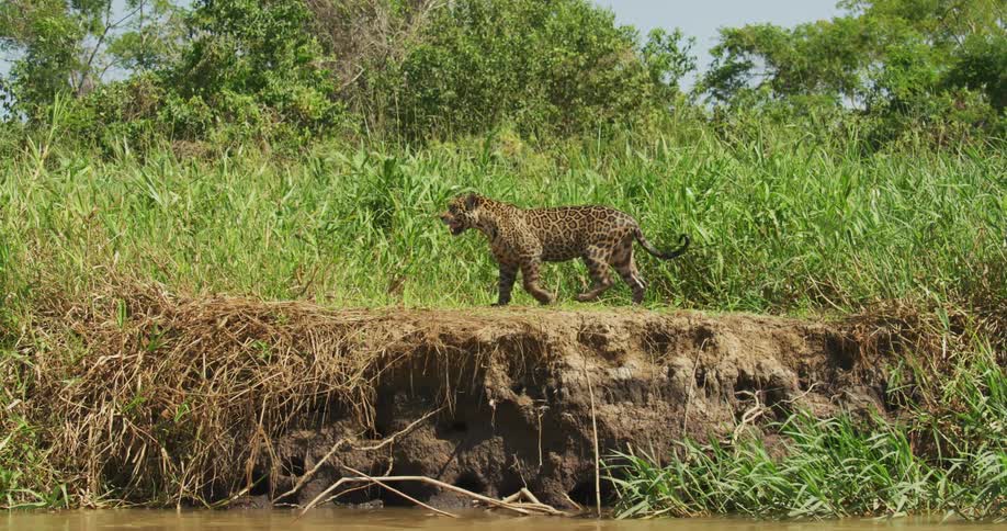 The sun shines upon on a jaguar as it walks on a dirt path along the shore among plants and trees