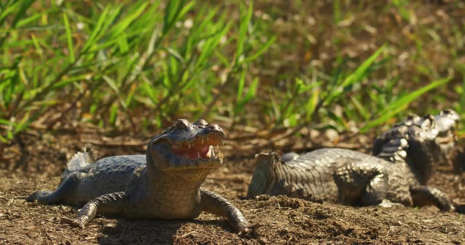 Baby jacare caiman are sitting on the dirt near grass and plants
