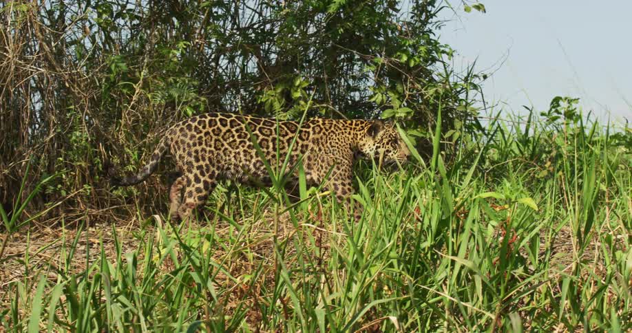 A jaguar walks through a grassland
