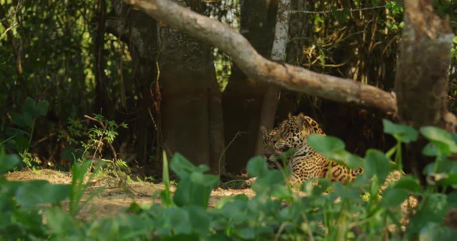 Jaguars lies near the trees in the jungle