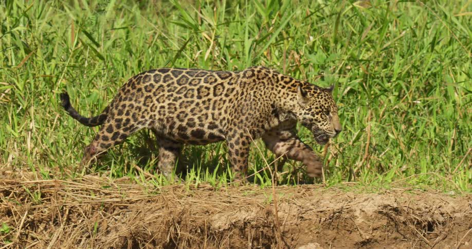 A jaguar prowls through the underbrush looking a meal