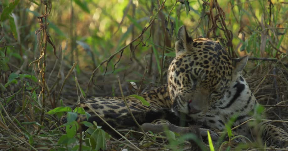 A jaguar is lying on the ground among plants as it licks its tail
