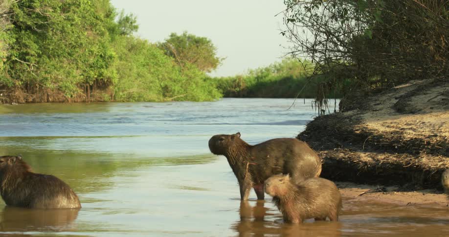A group of capybaras bathing on the banks of a river in the jungle