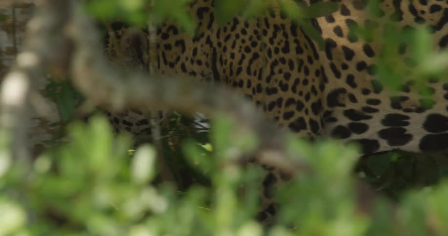 Jaguar walks in the jungle