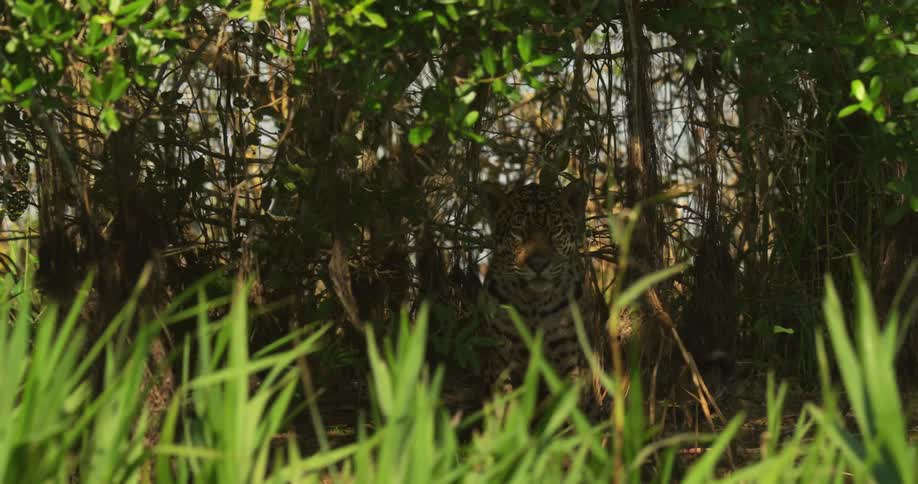 A spotted jaguar lying in the shade of trees on a bright day