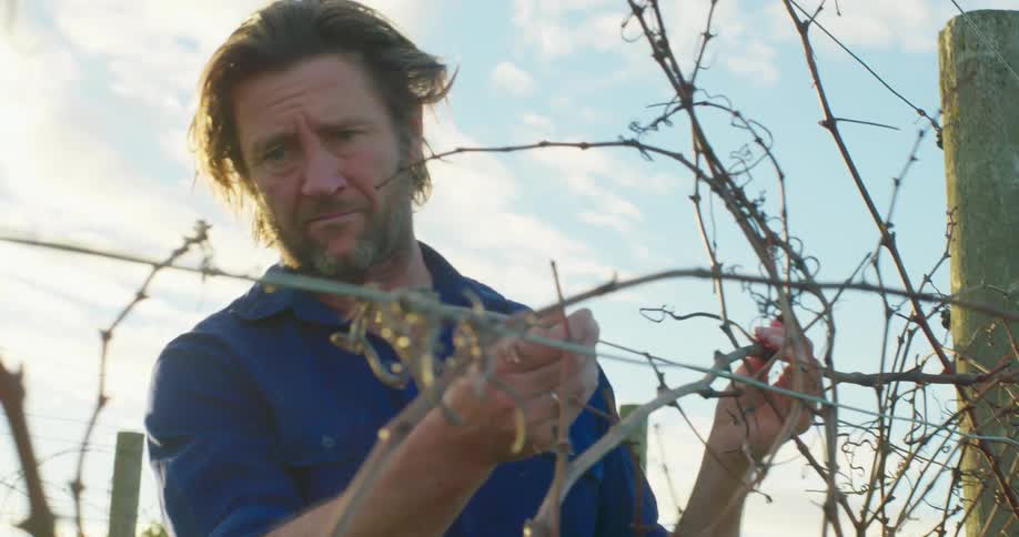 A man is checking the grapevine guide wires in a vineyard during the day