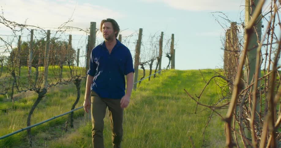 Man walks through a fallow vineyard