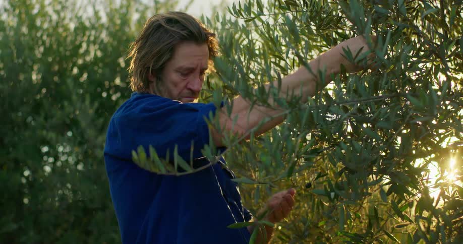 Man picks fruit from a tree branch