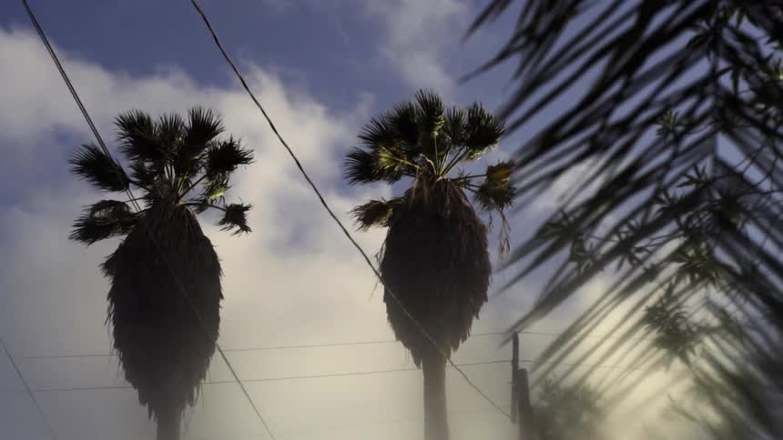 Wind blowing through palm trees on a cloudy day