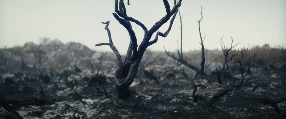 Burnt plants in the field on a cloudy day
