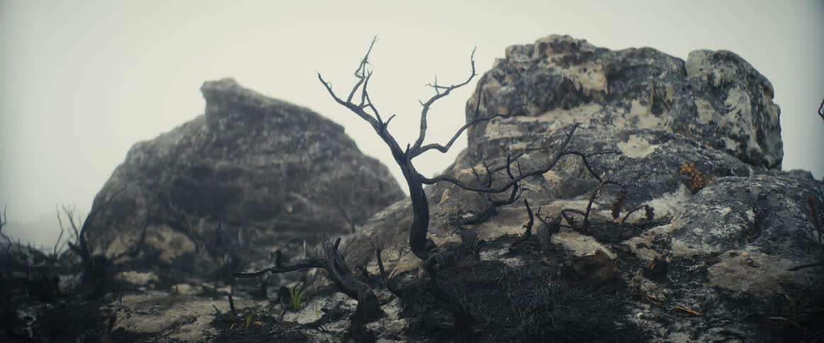 A bare tree in front of a rock formation