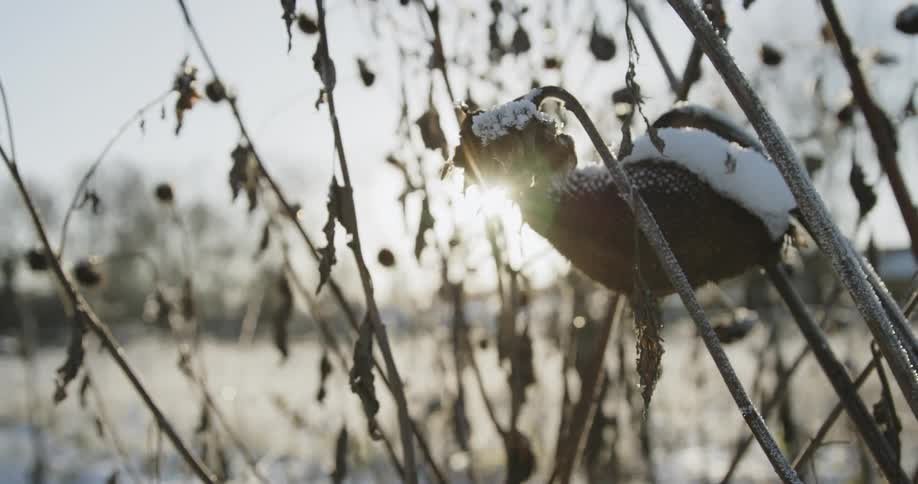 Landscape of snowy field behind dead sunflowers at sunset