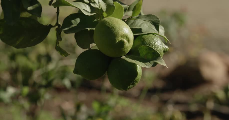 Green limes on the tree