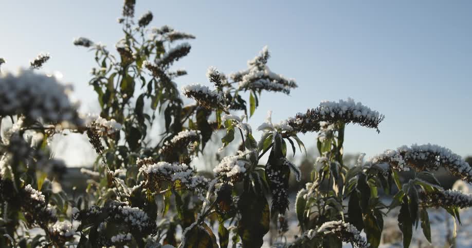 The sun shines on snow covered plants moving in the breeze under a clear sky