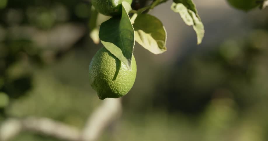 Limes hanging from a branch during the day