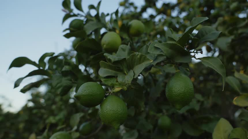A shot of a lime tree with a showing of the sky