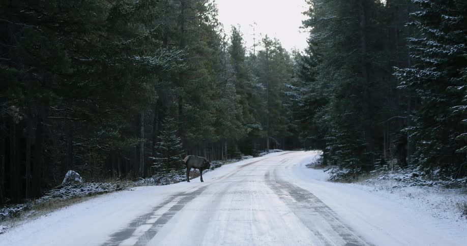 A deer sits on the road and simply eats