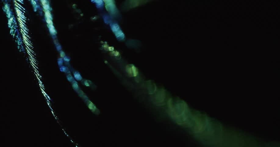 The feather is hanging in the dark