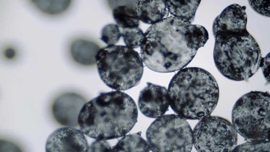 Cells moving under a microscope