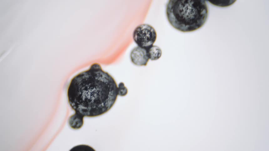 Cells moving under a microscope