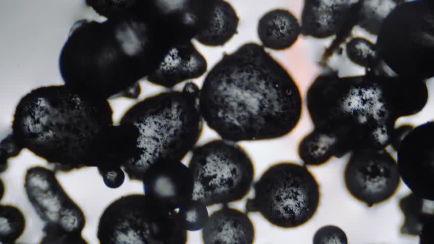 Small speckled globs cluster together