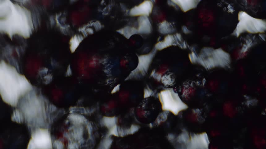 Bulbsbubbles of red and black sit in snow
