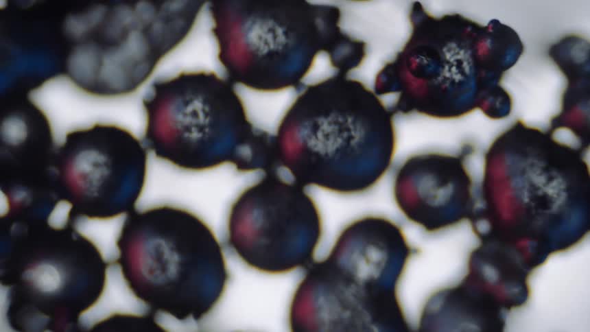 Black spores are shown crowded together under a microscope