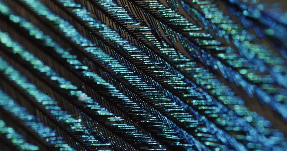 Feathery iridescent surface lines shine as light brightens before it fades