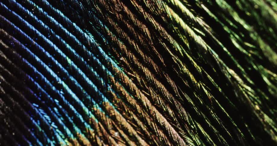 Parallel ribs on textured surface shimmer with iridescent colors as light brightens and fades