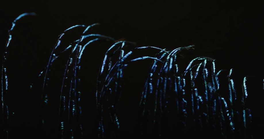 Light shines on green plants as they move in the darkness