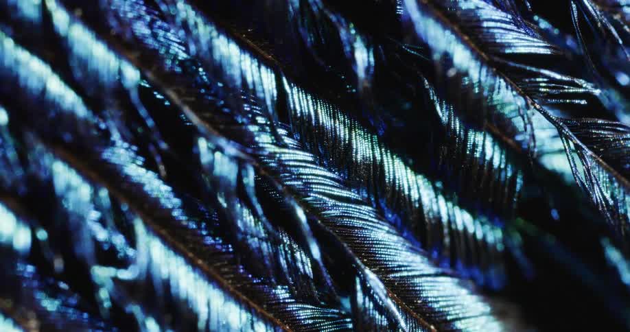 The light flashes to reveal feathers in various shades of blue and green