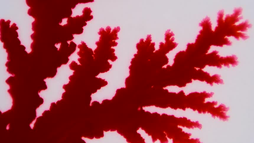Red branches move across a white surface and blur as they spread out