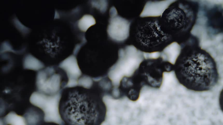 Black and white organisms and particles