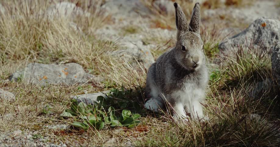 A arctic hare rabbit eating in a grassy tundra area