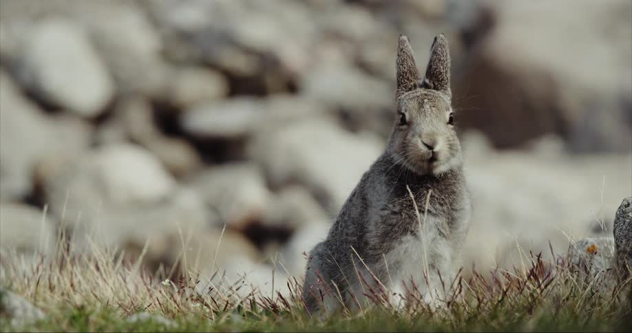A arctic hare rabbit eating tundra grass on Baffin Island