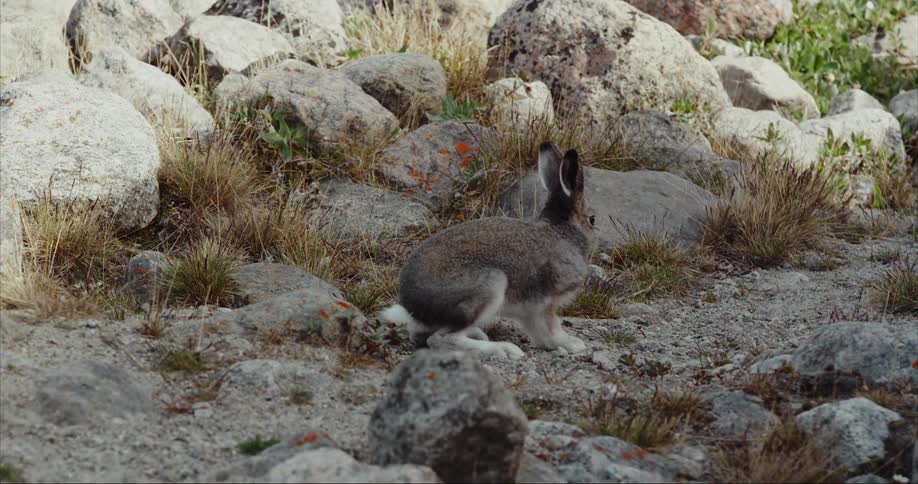 An Arctic Hare rabbit jumping outdoors like a bucking bronco
