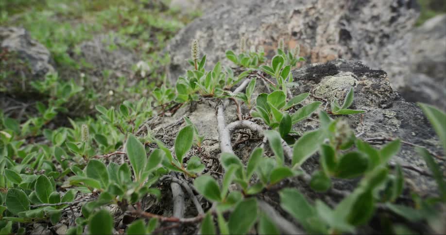Green arctic willow vegetation growing on the ground at the arctic circle in Baffin Island