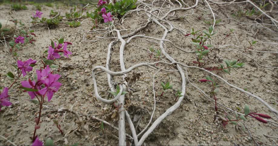 Willow roots and purples flowers weave through nature
